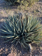 Agave deserti