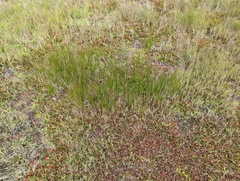 Juncus dubius