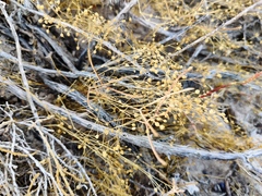 Juncus sphaerocarpus