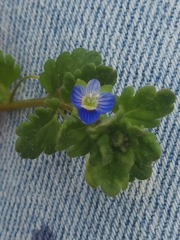 Veronica persica
