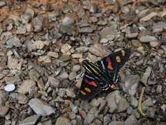 Mimoniades versicolor