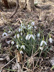 Galanthus nivalis