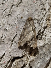 Alsophila aescularia