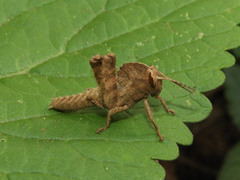 Abisares viridipennis