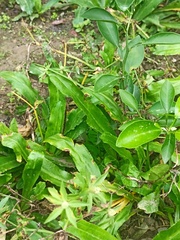 Eryngium foetidum