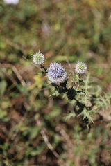 Echinops macrochaetus