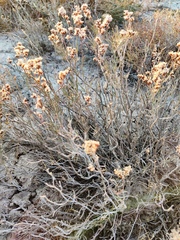 Limonium suffruticosum