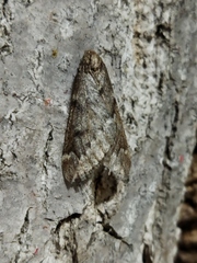 Alsophila aescularia