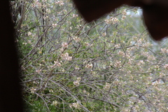 Coursetia glandulosa