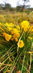 Narcissus bulbocodium