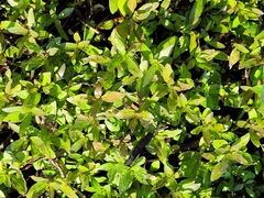 Hygrophila polysperma