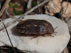 Eurygaster integriceps