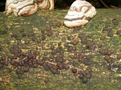 Hypoxylon fragiforme