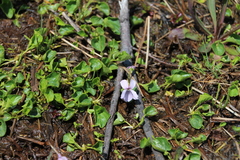 Viola palustris