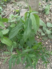 Eupatorium fortunei
