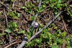 Viola palustris