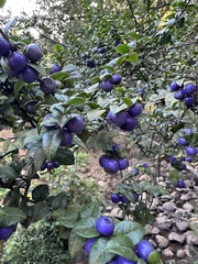 Rhaphithamnus spinosus