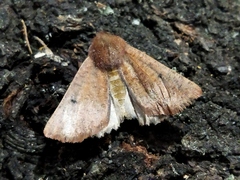 Dasycorsa modesta