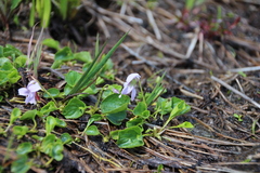 Viola palustris