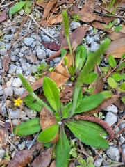 Plantago virginica