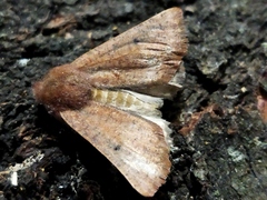 Dasycorsa modesta