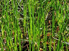 Eleocharis interstincta