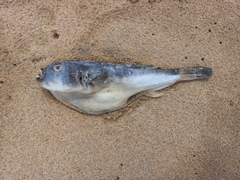 Amblyrhynchote honckenii