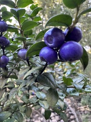 Rhaphithamnus spinosus