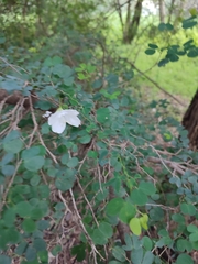 Bauhinia natalensis
