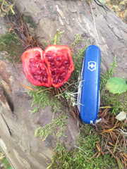 Podophyllum hexandrum