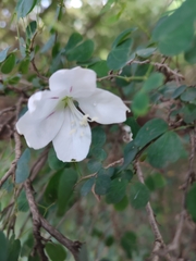 Bauhinia natalensis