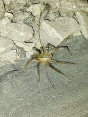 Cupiennius salei