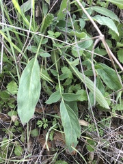 Phacelia imbricata