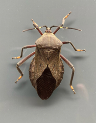 Pachylis laticornis