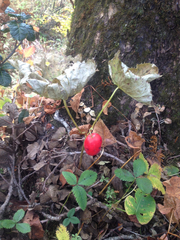 Podophyllum hexandrum