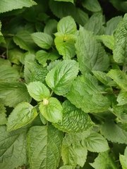 Plectranthus fruticosus