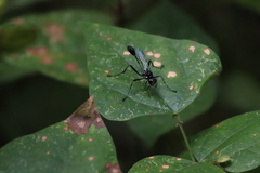Eremnophila aureonotata