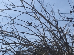 Thryothorus ludovicianus