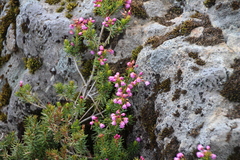 Phyllodoce empetriformis