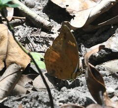 Bebearia plistonax