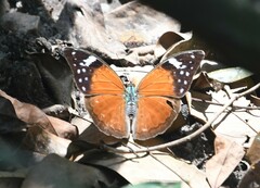Bebearia plistonax