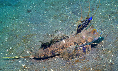 Dactylopus dactylopus