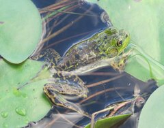 Lithobates septentrionalis