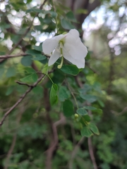 Bauhinia natalensis