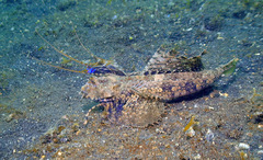 Dactylopus dactylopus