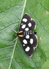 Anania funebris