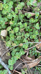 Veronica hederifolia-sublobata-triloba