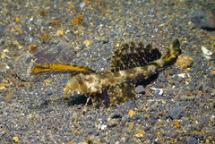 Dactylopus kuiteri
