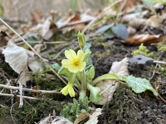 Primula elatior