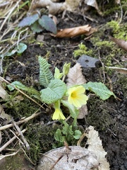 Primula elatior